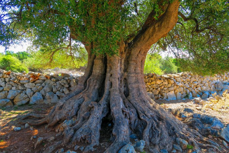 Giro degli oliveti di Lun